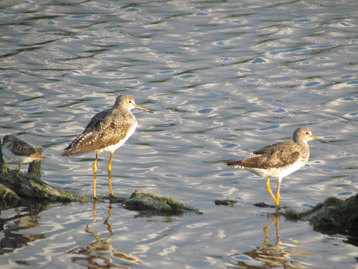 Greater Yellowlegs - ML637718445