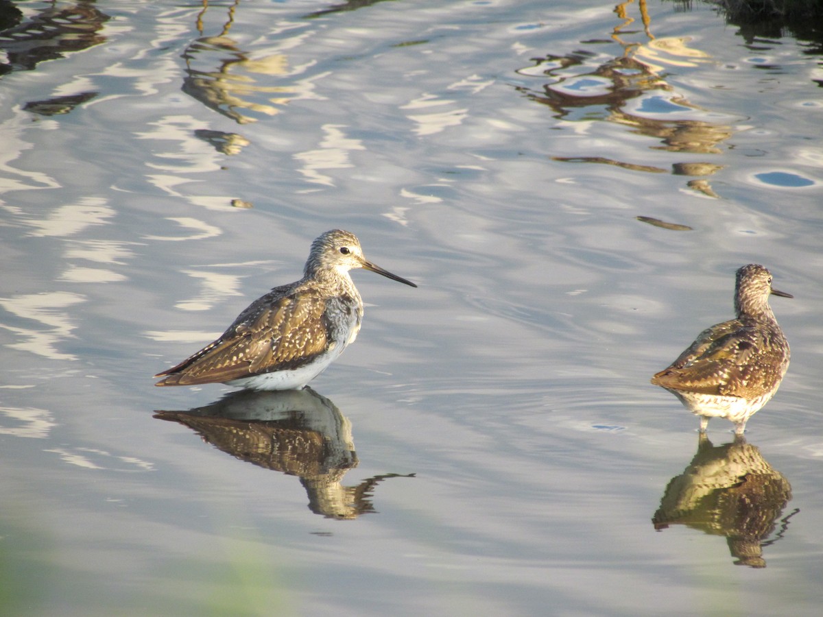 Greater Yellowlegs - ML637718447