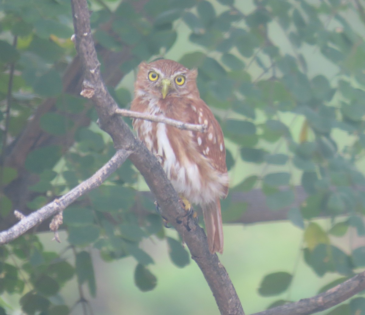 Peruvian Pygmy-Owl - ML637718468