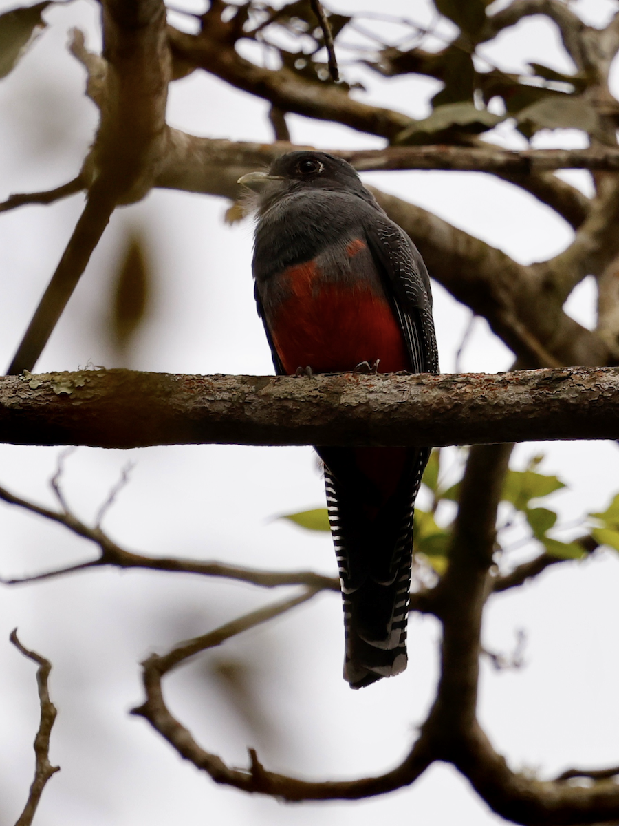 Blue-crowned Trogon - ML637718479
