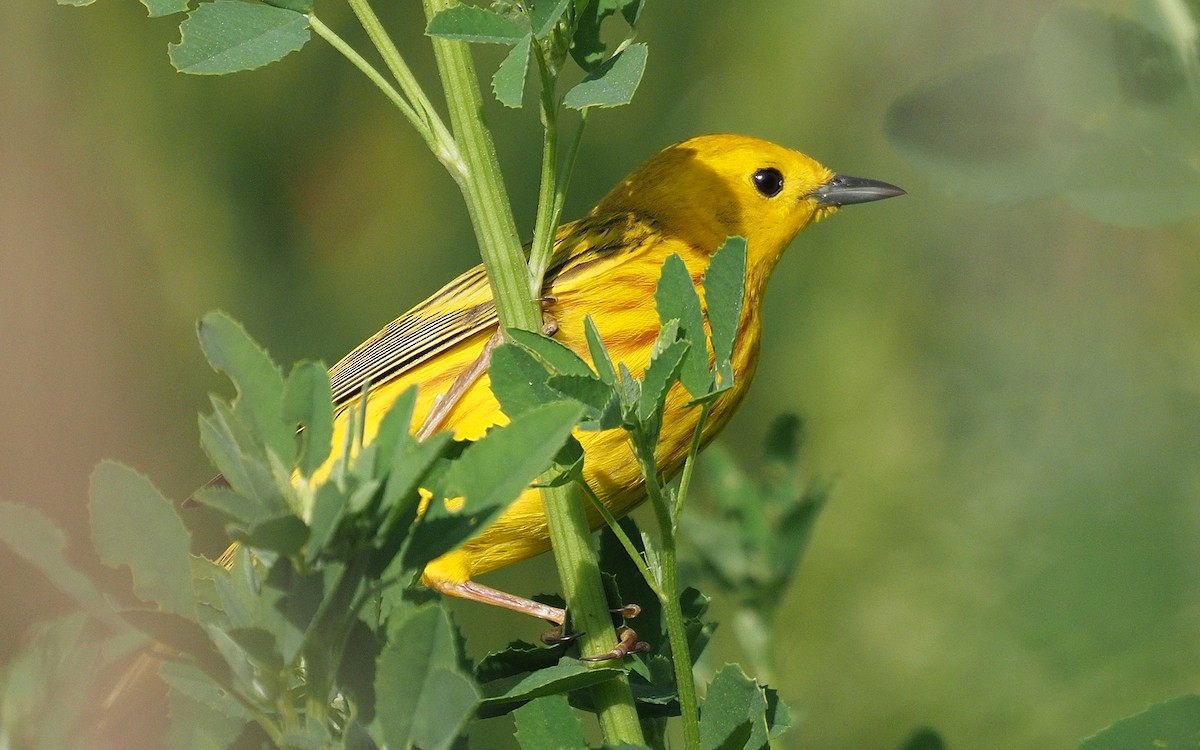 Yellow Warbler (Northern) - ML637718496