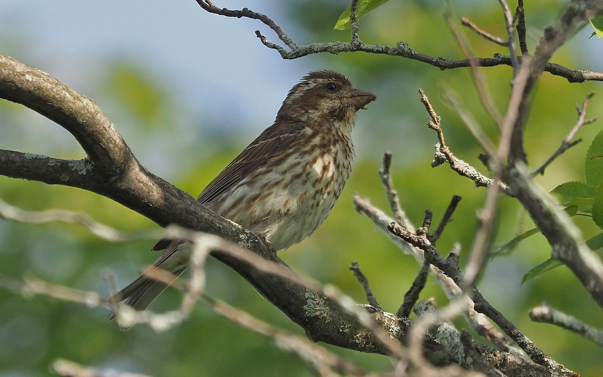 Purple Finch - ML637718503