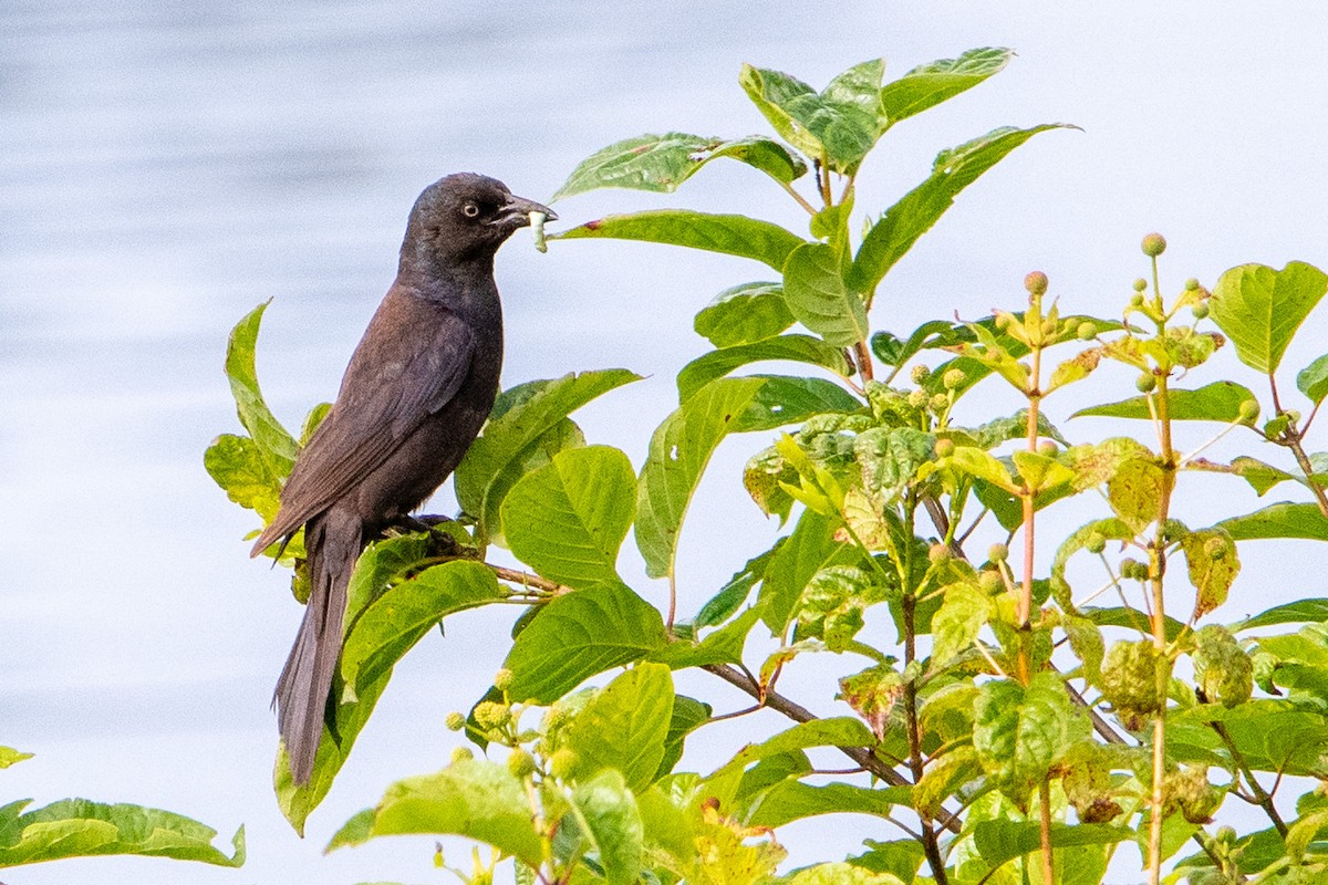 Common Grackle - ML637718505