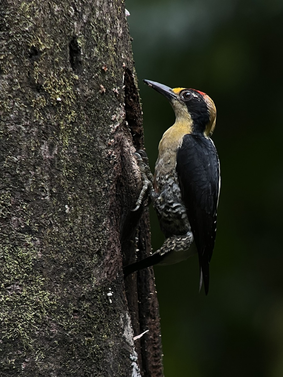 Golden-naped Woodpecker - ML637718514