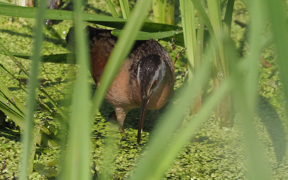 Virginia Rail - ML637718515
