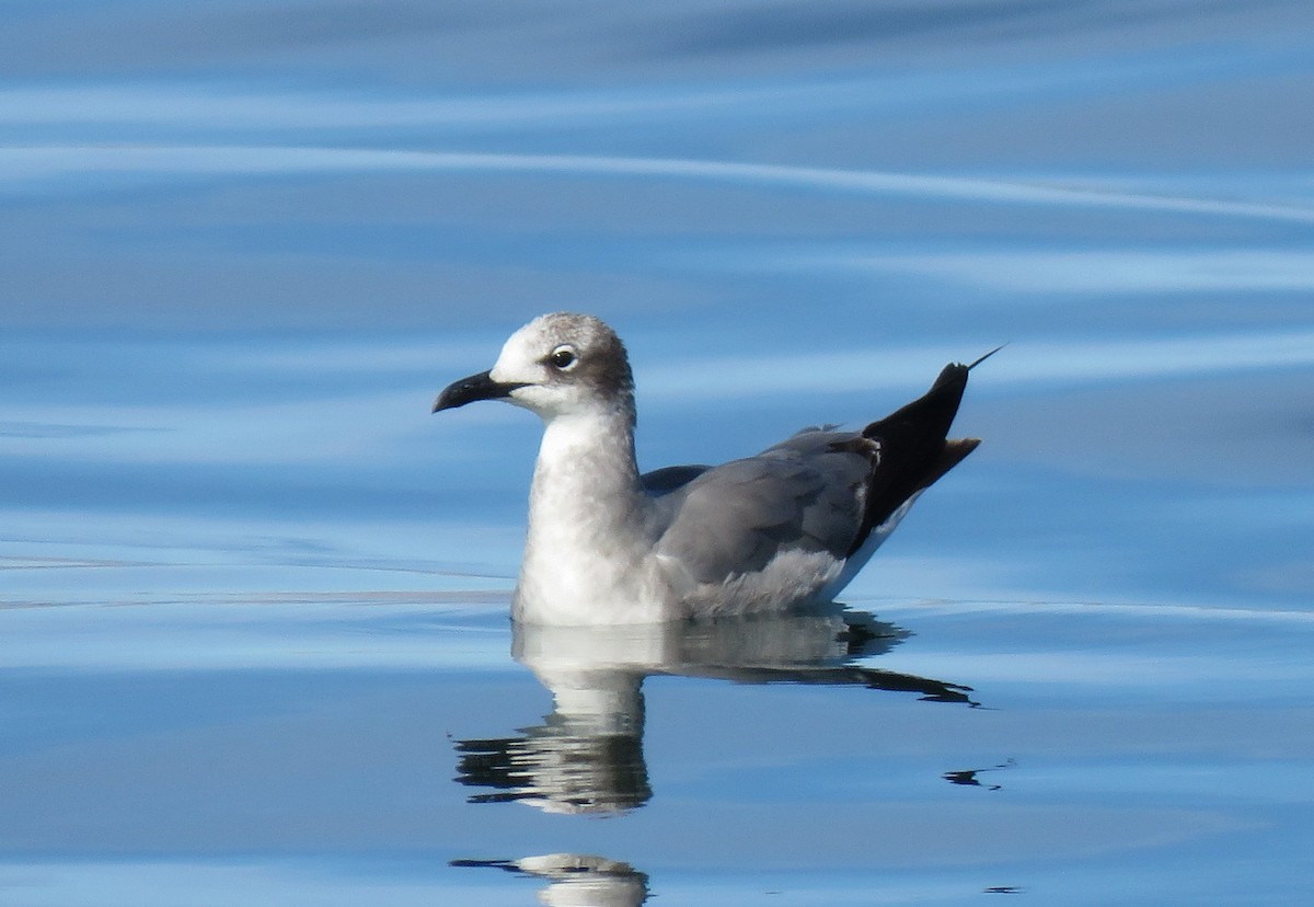 Gabbiano sghignazzante - ML637718592
