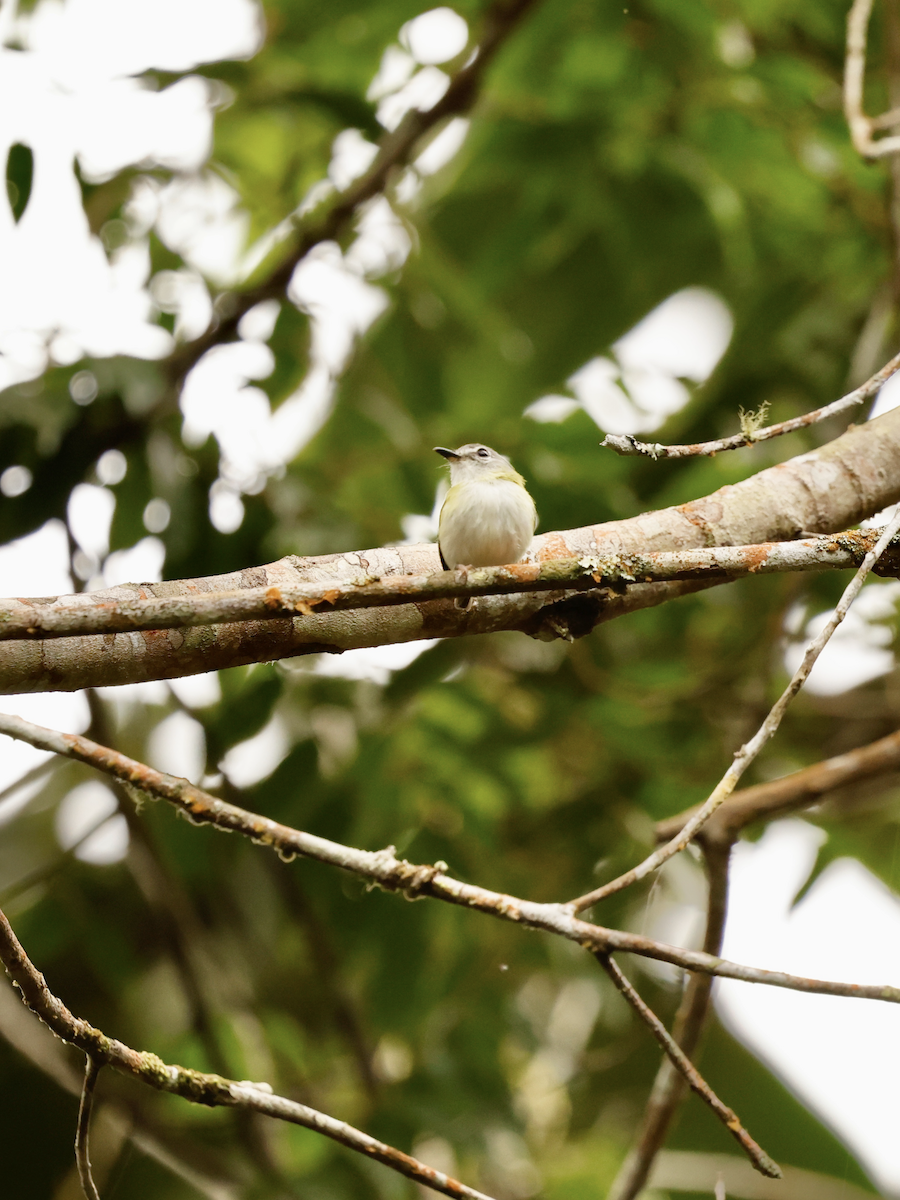 Short-tailed Pygmy-Tyrant - ML637718624