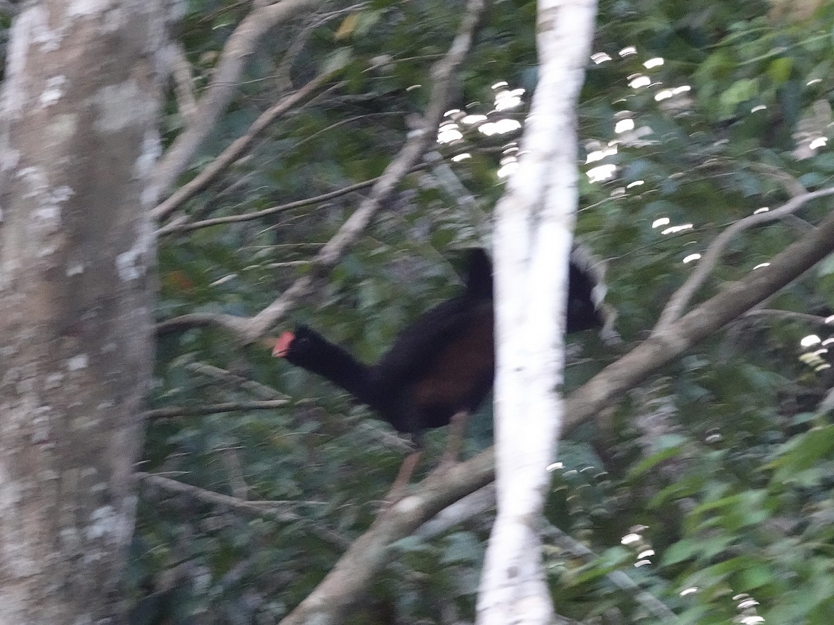 Razor-billed Curassow - ML637718626