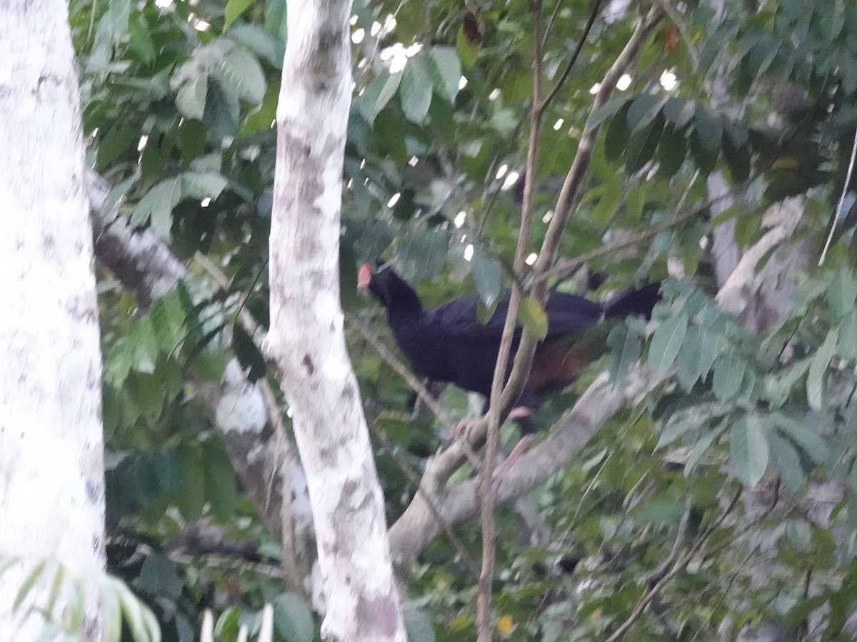 Razor-billed Curassow - ML637718627