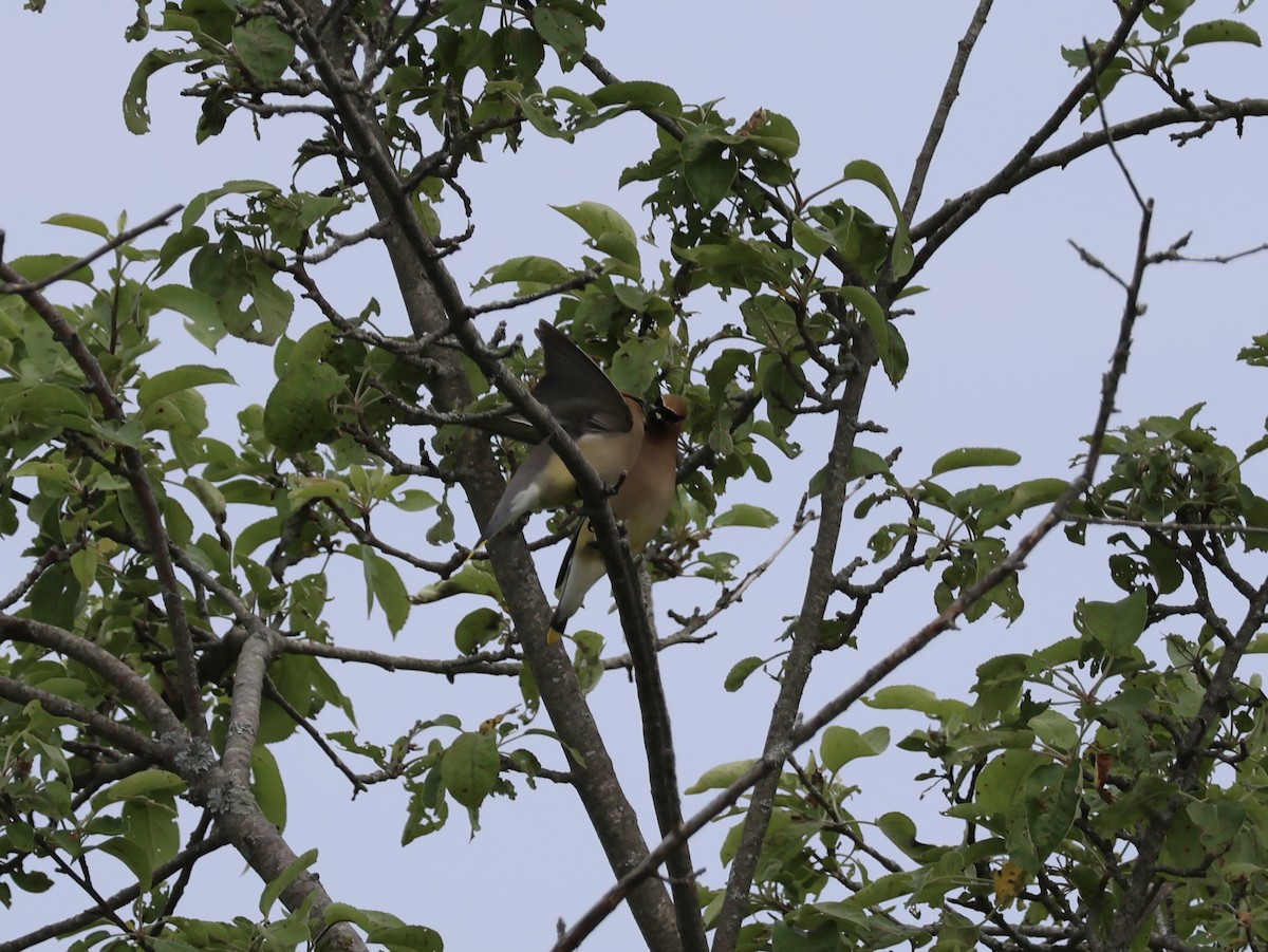 Cedar Waxwing - ML637718634