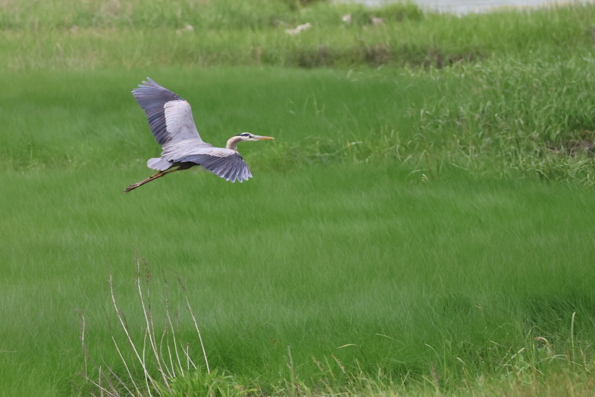 Great Blue Heron - ML637718643