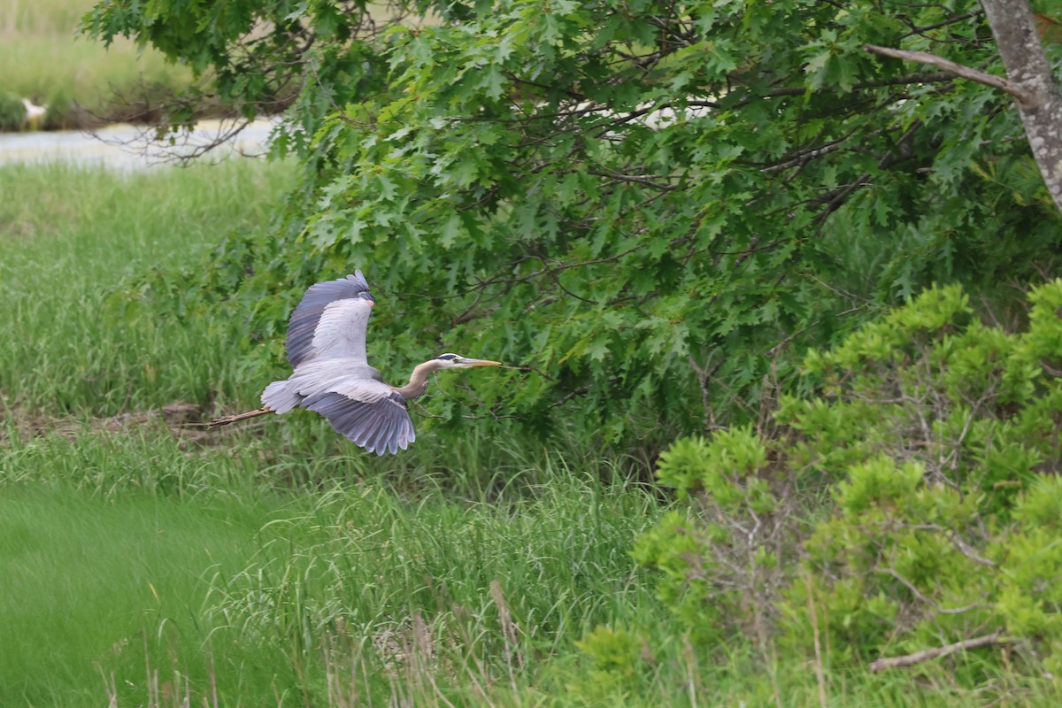 Great Blue Heron - ML637718644