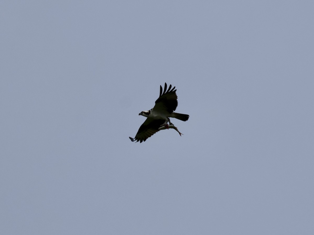 Osprey - ML637718658