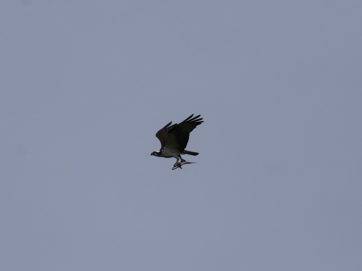 Osprey - ML637718660