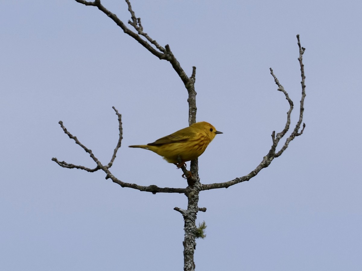Yellow Warbler - ML637718701