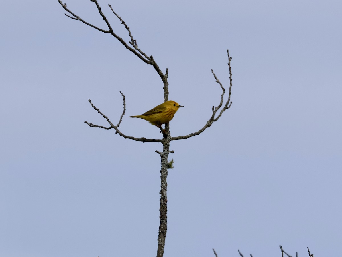 Yellow Warbler - ML637718702