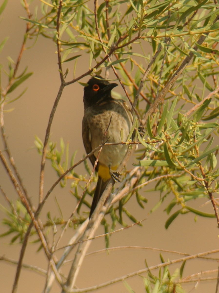 Black-fronted Bulbul - ML637718734