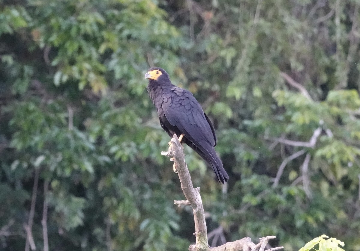 Black Caracara - ML637718795