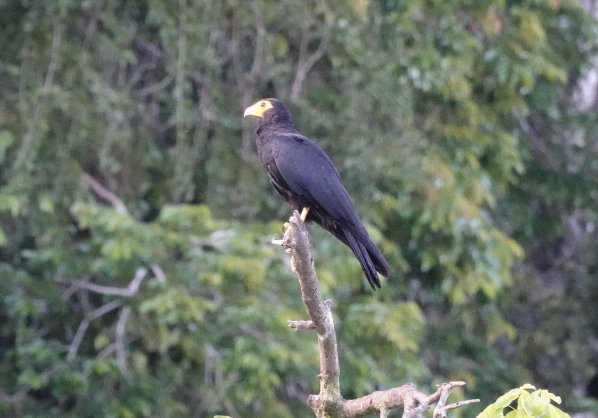 Black Caracara - ML637718799