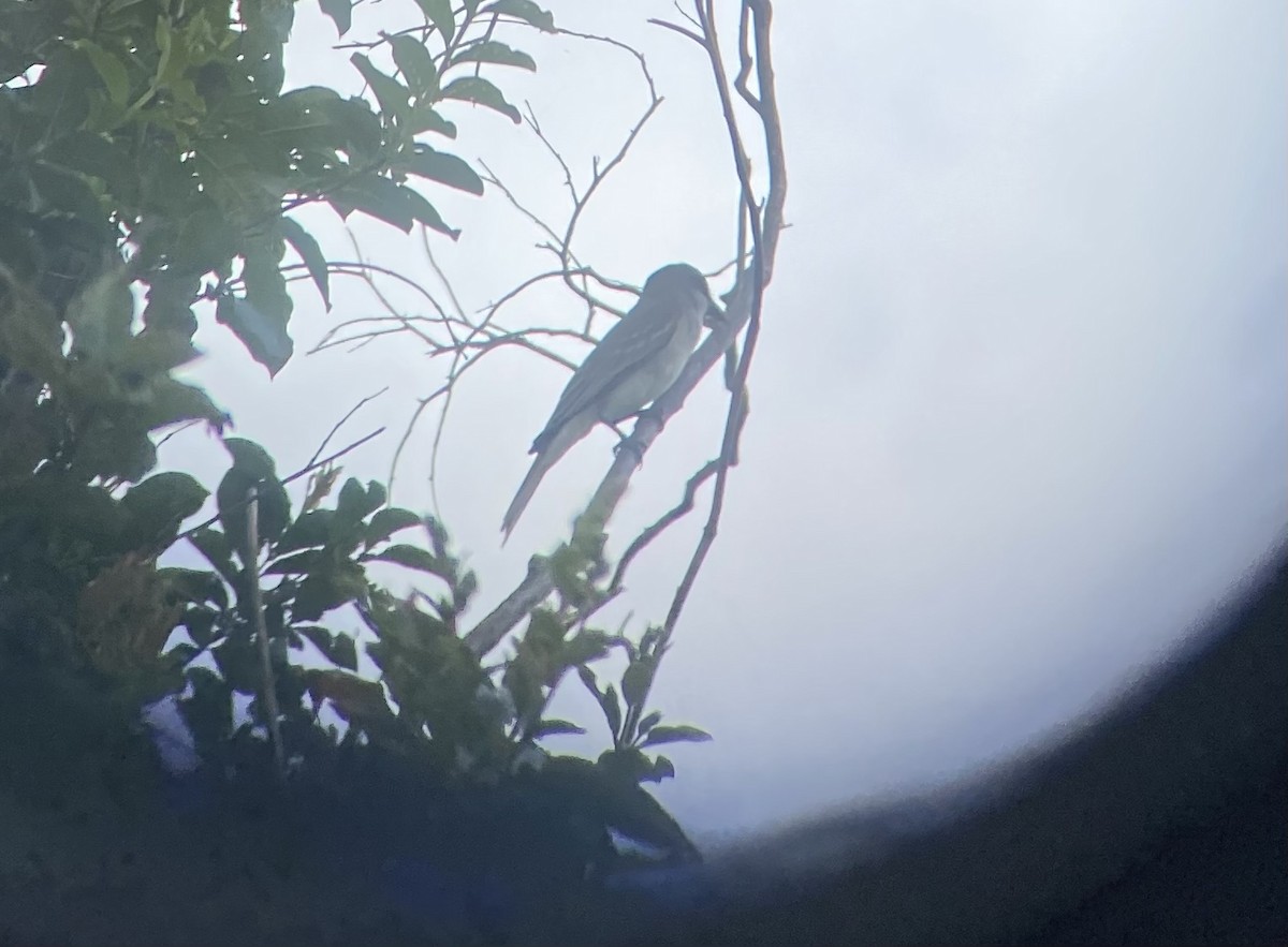 Gray Kingbird - ML637718814