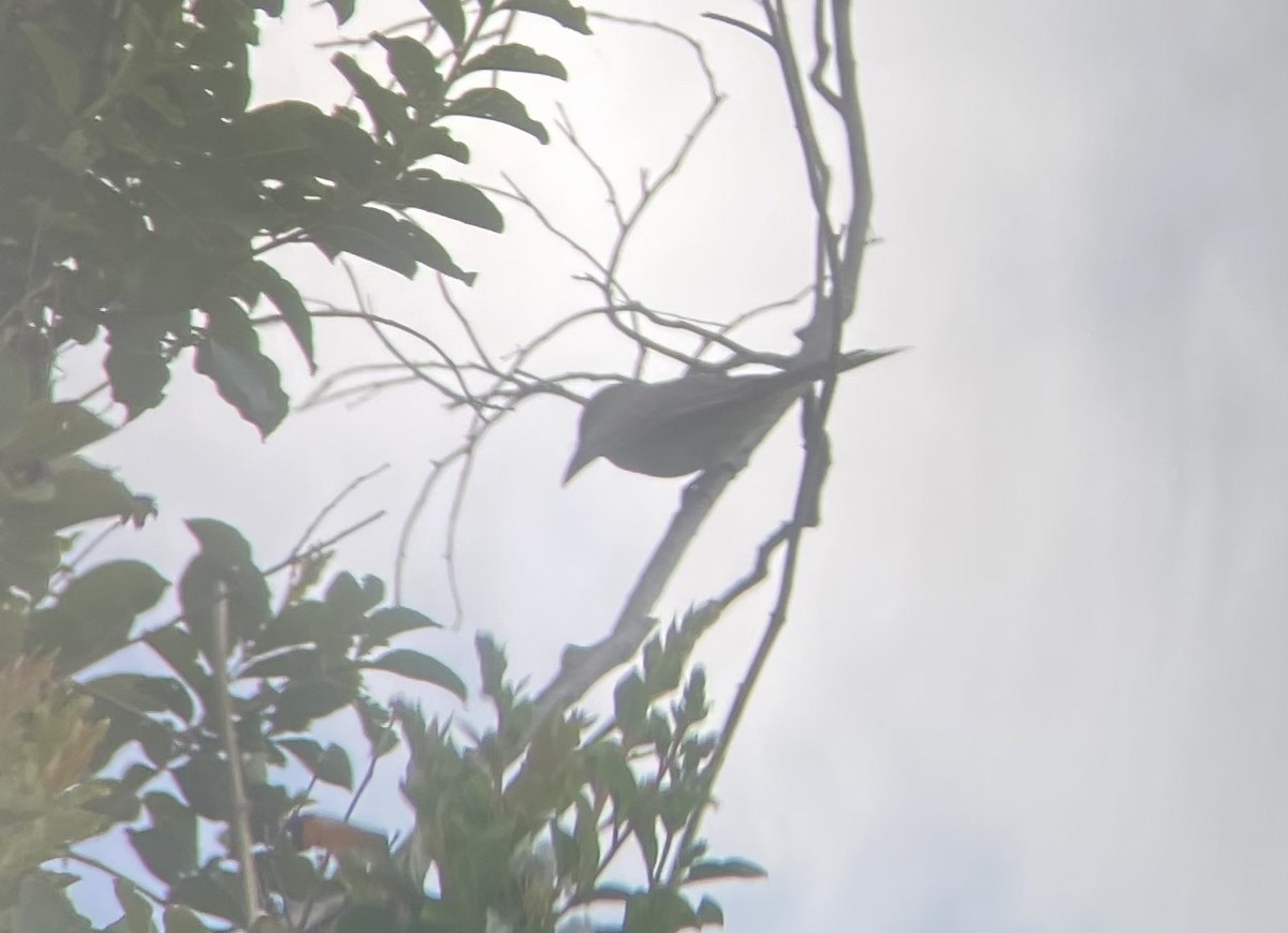 Gray Kingbird - ML637718815