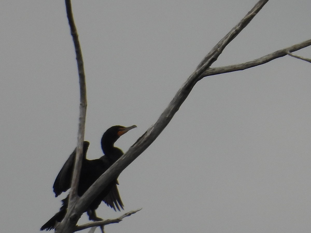 Double-crested Cormorant - ML637718860