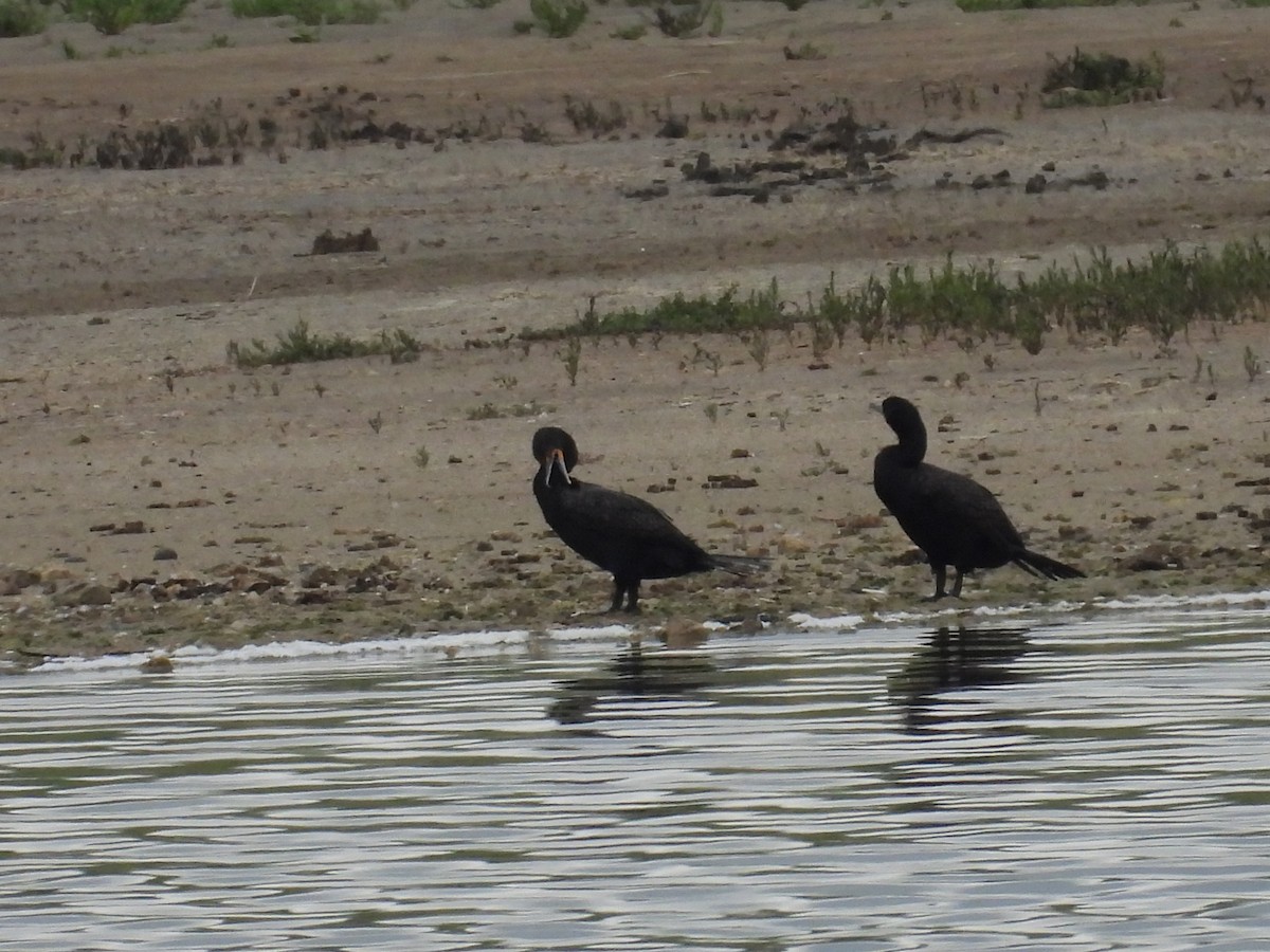 Double-crested Cormorant - ML637718861