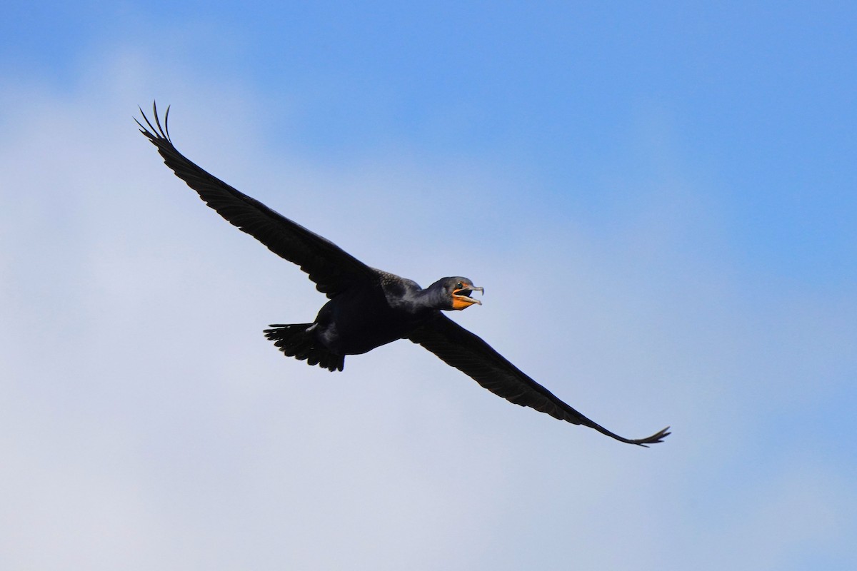Double-crested Cormorant - ML637718913