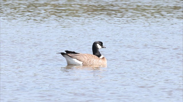 Cackling Goose (Aleutian) - ML637718934