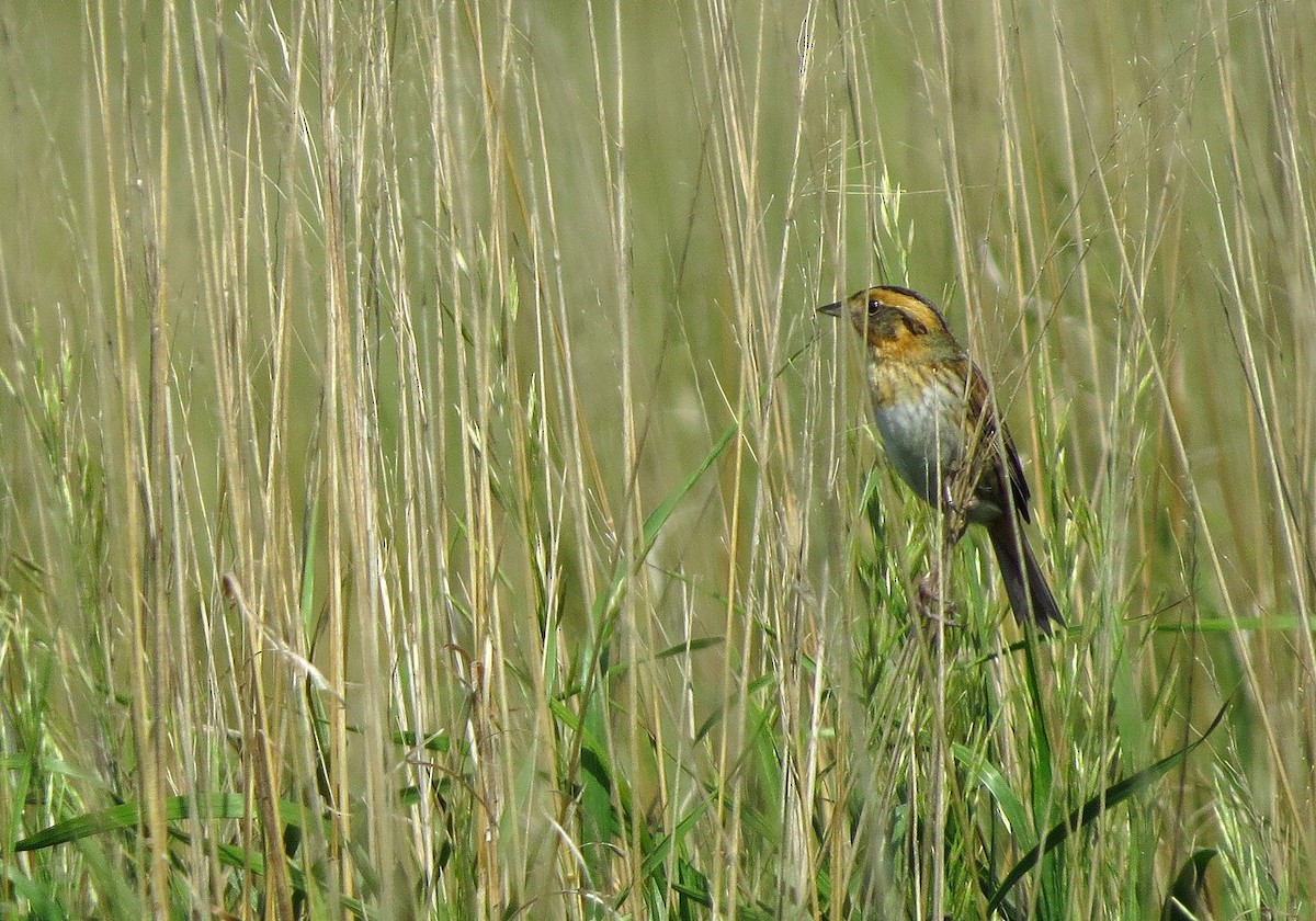 Nelson's Sparrow - ML637718979