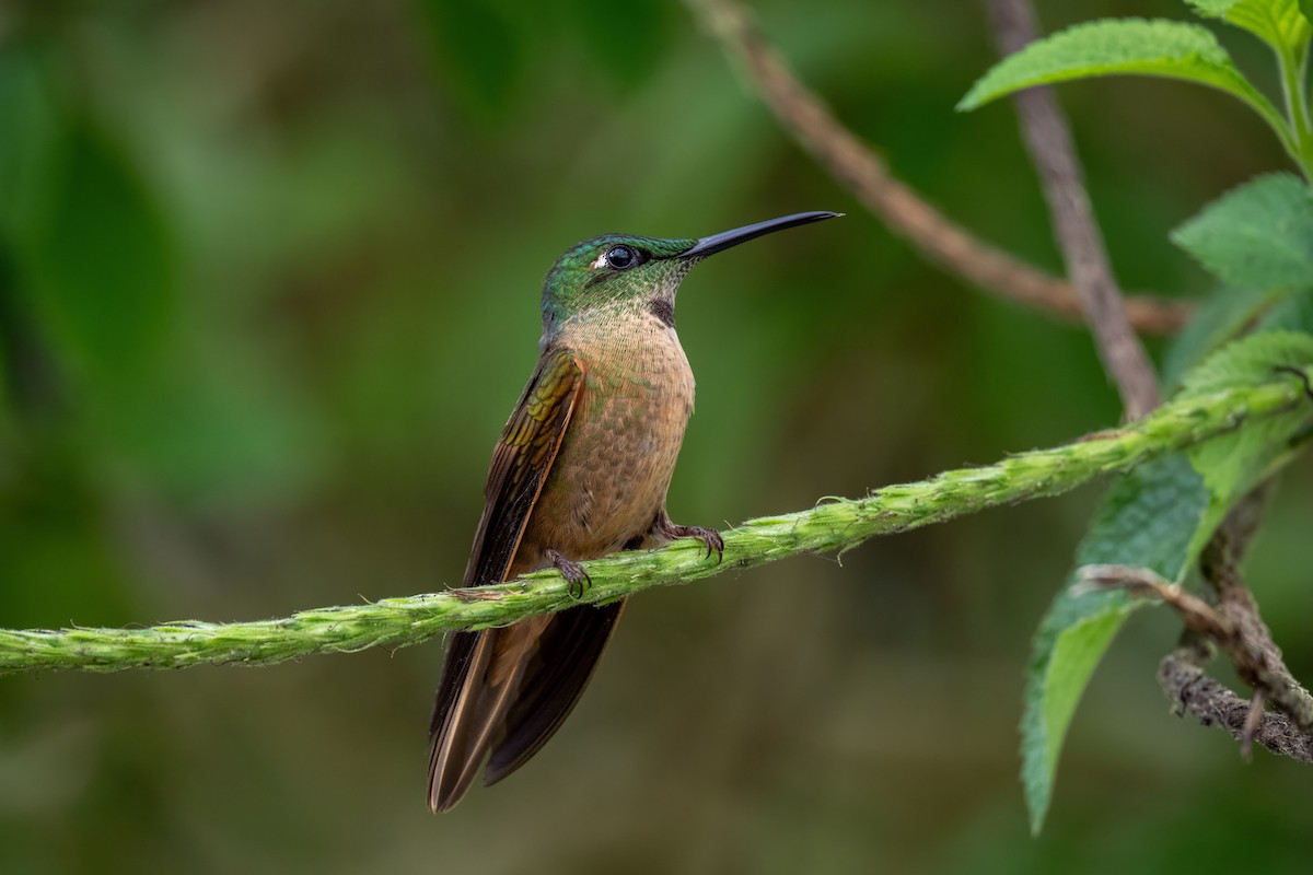 Fawn-breasted Brilliant - ML637718980