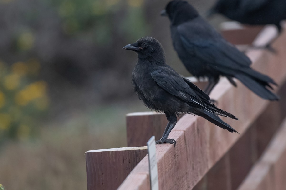 American Crow - ML637718985