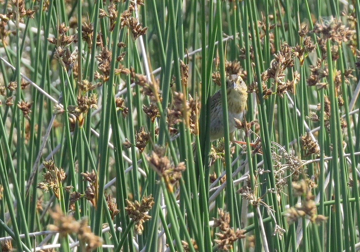 Nelson's Sparrow - ML637718986