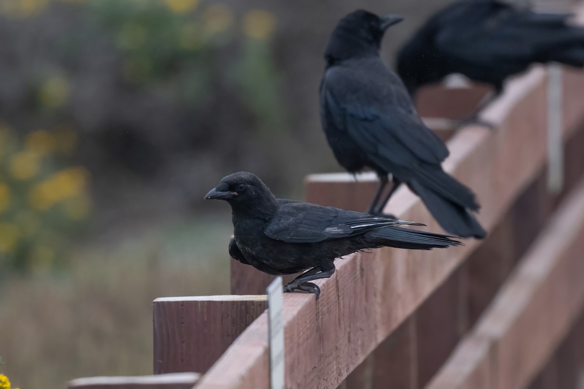 American Crow - ML637718987