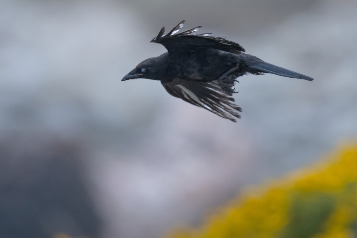 American Crow - ML637718989
