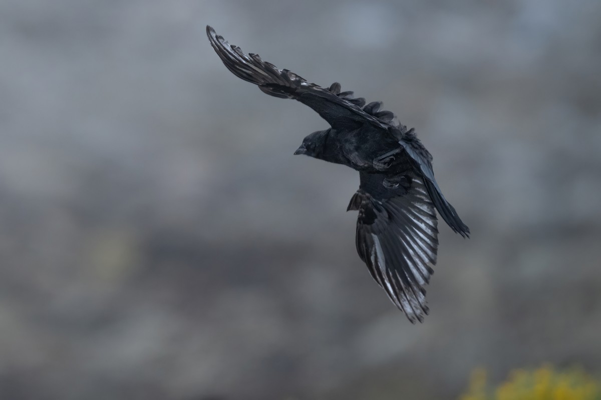 American Crow - ML637718991