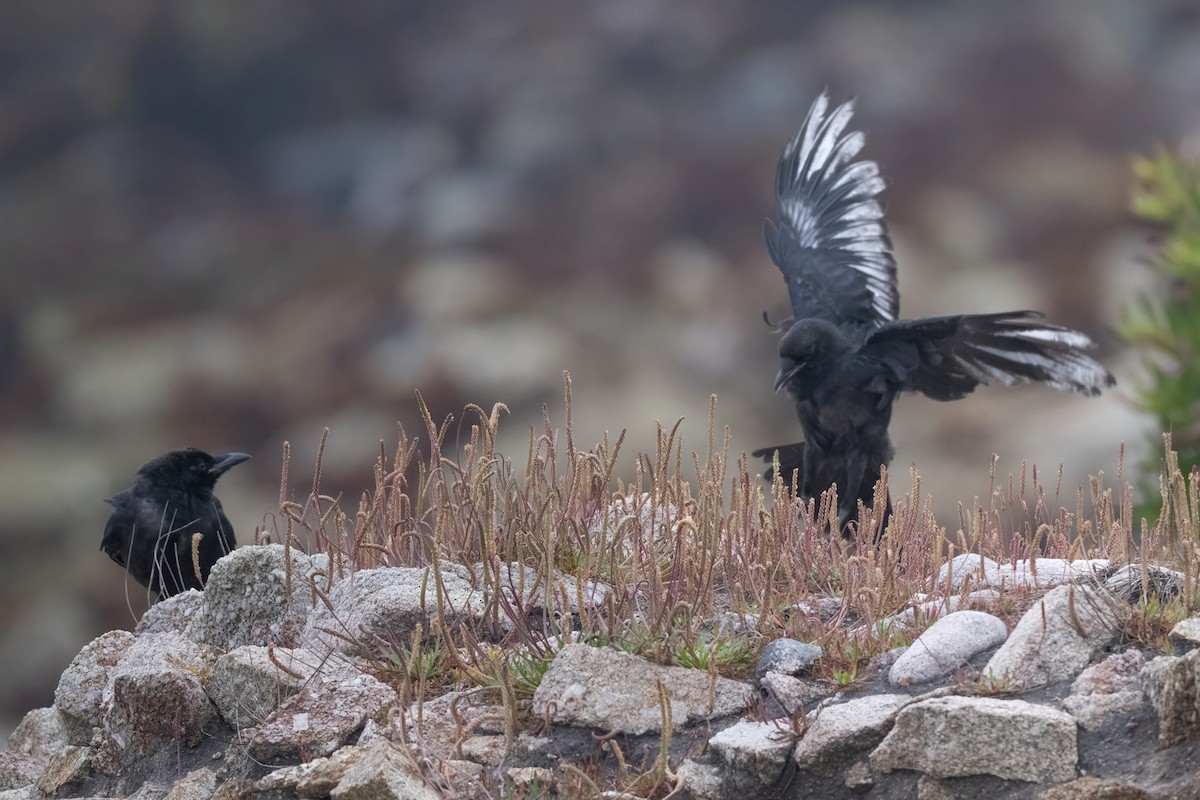 American Crow - ML637718994