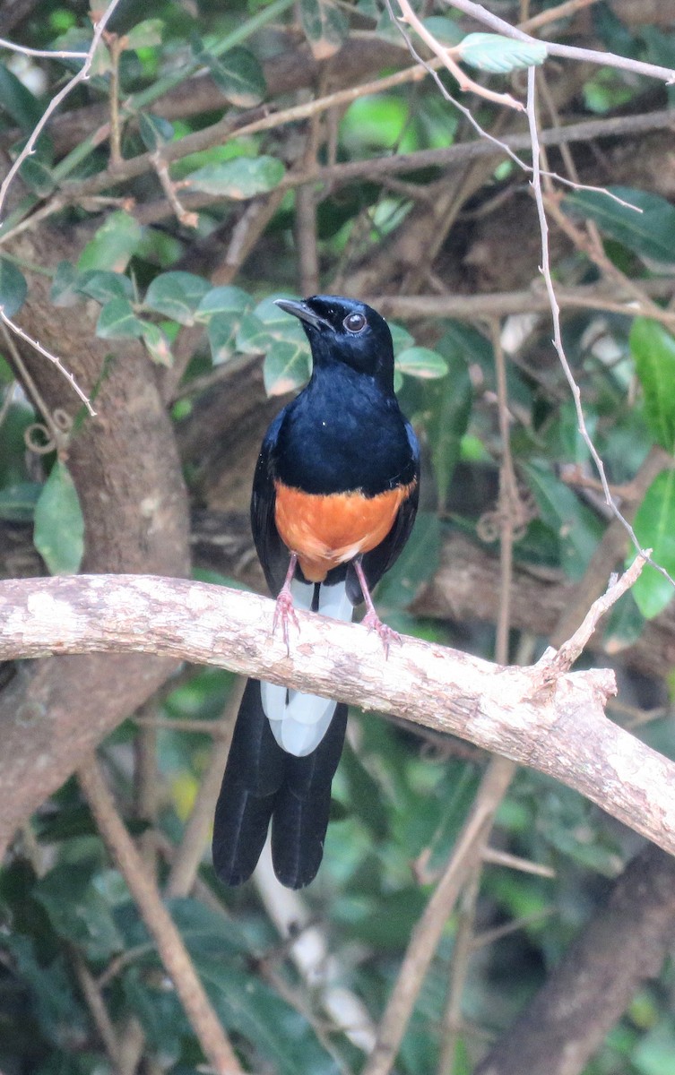 Sri Lankan Shama - ML637719013