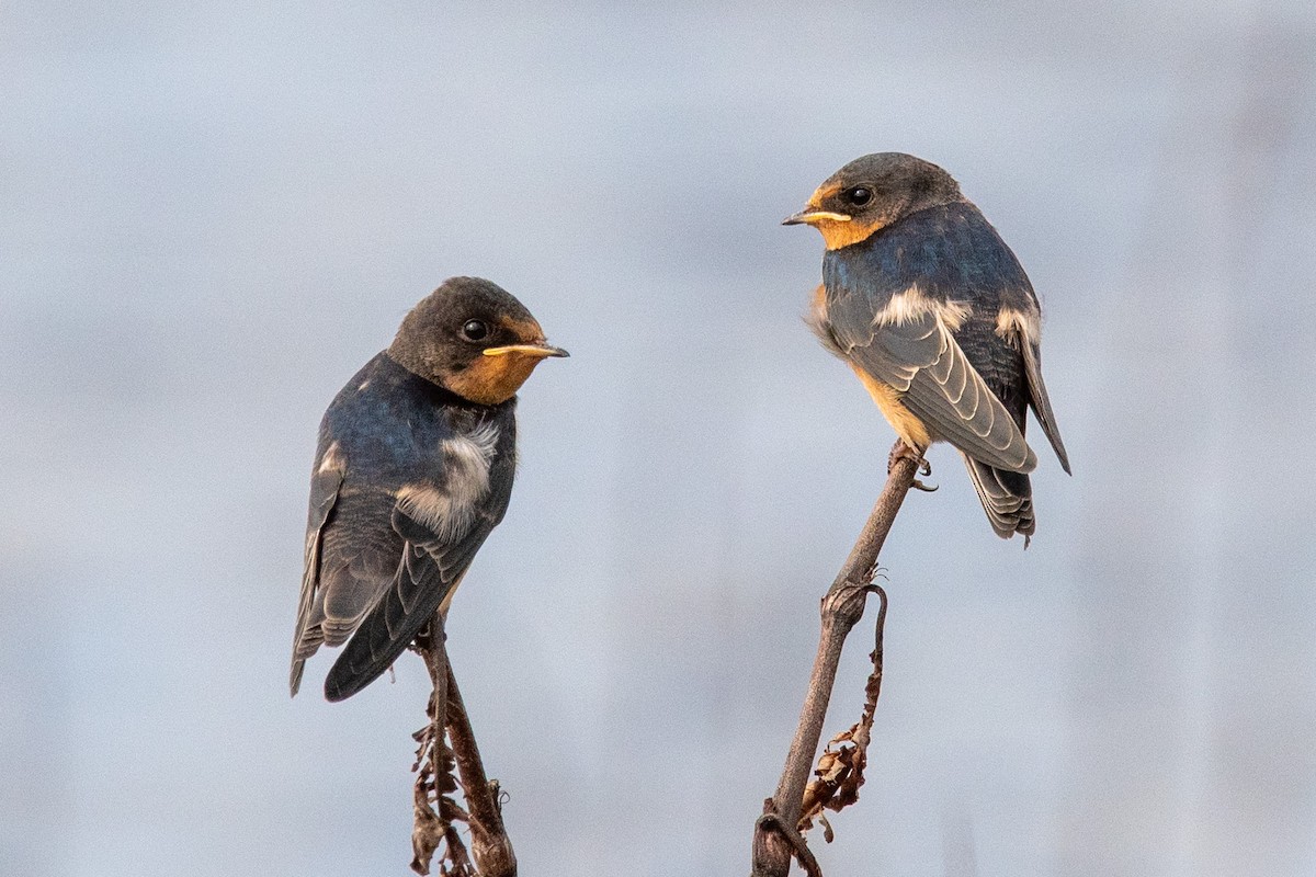 Barn Swallow - ML637719039