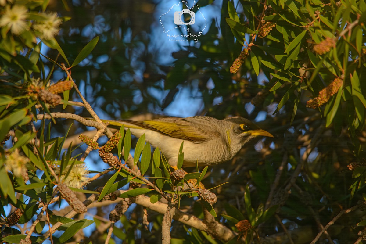 Yellow-throated Miner - ML637719040