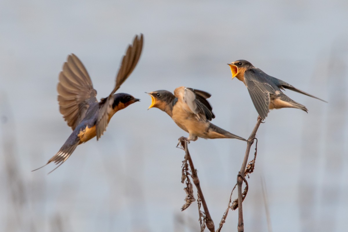 Barn Swallow - ML637719041