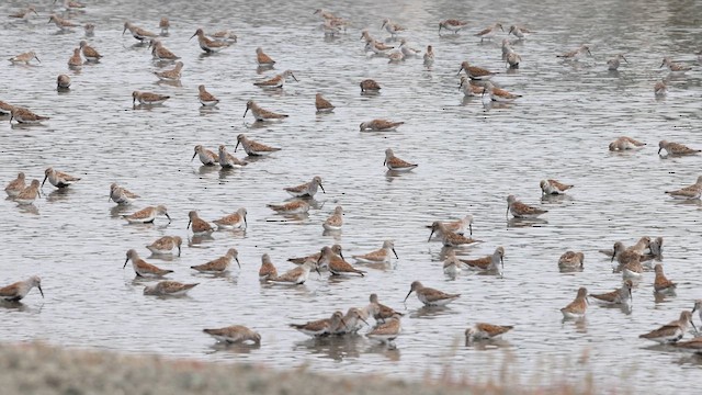 Dunlin - ML637719046