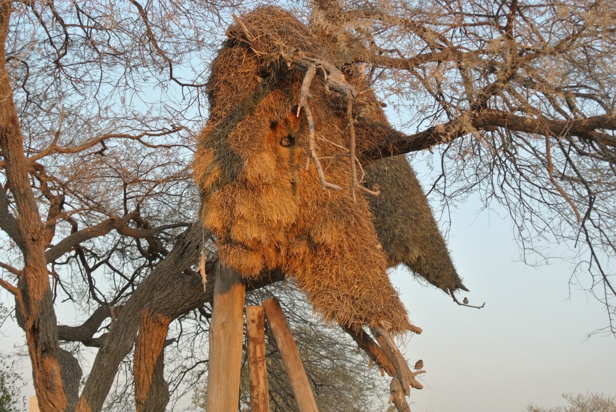 Sociable Weaver - ML637719053