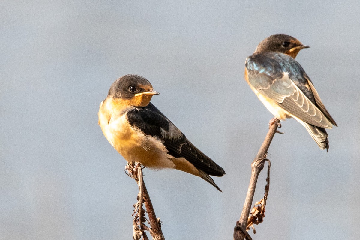Barn Swallow - ML637719059