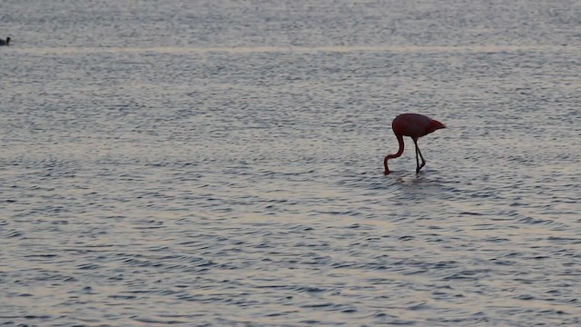 American Flamingo - ML637719072