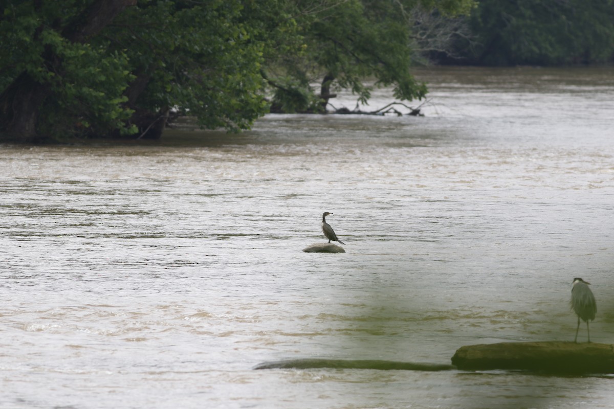 Double-crested Cormorant - ML637719077