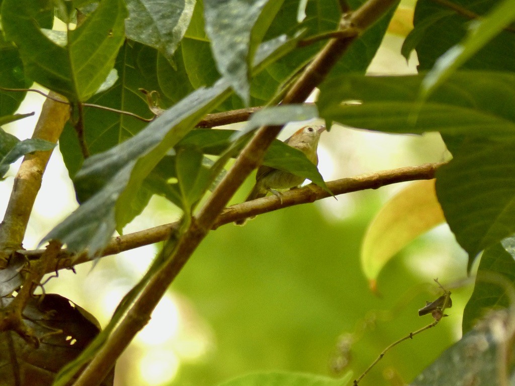 Rufous-fronted Babbler (Rufous-fronted) - ML637719086