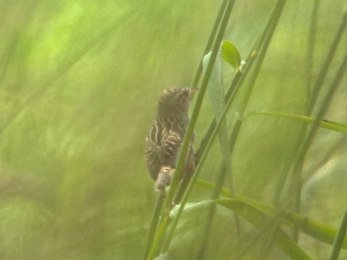 Sedge Wren - ML637719092
