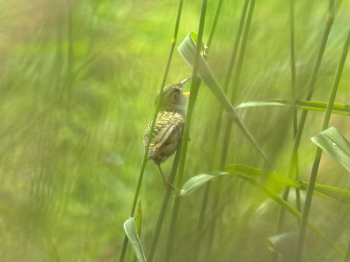 Sedge Wren - ML637719094