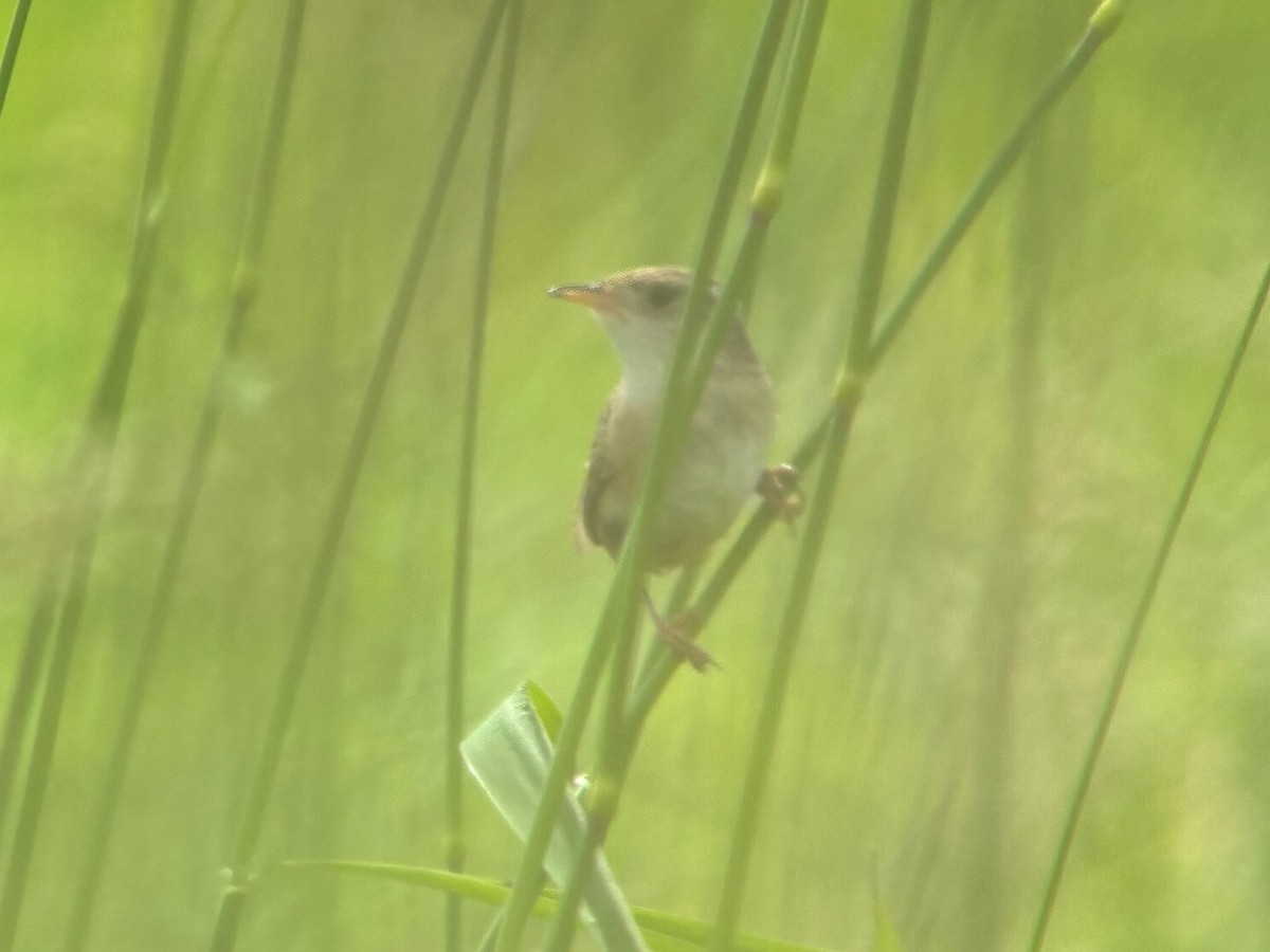 Sedge Wren - ML637719095